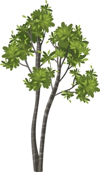 Isolated tree on white background vector