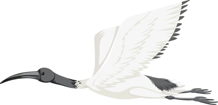 Australian white ibis isolated vector