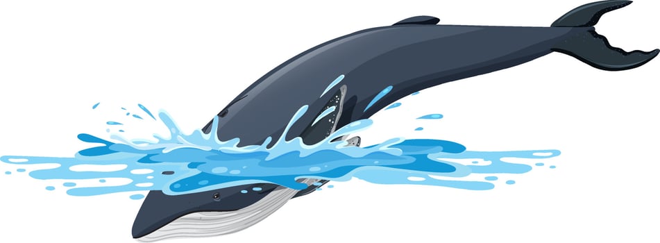 Humpback whale cartoon on white background vector