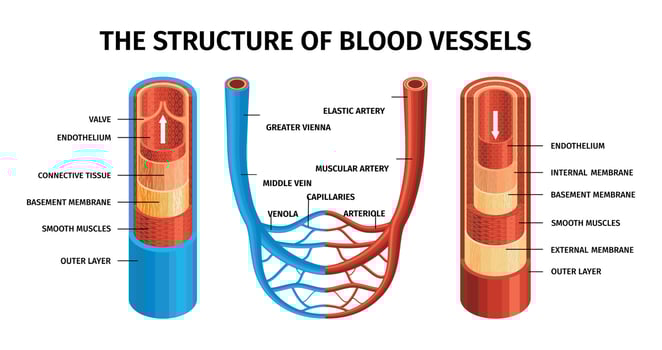 Realistic Blood Vessels Artery And Vein Composition vector