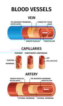 Realistic Blood Vessels Composition vector