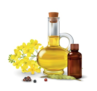 Rape Canola Concept vector