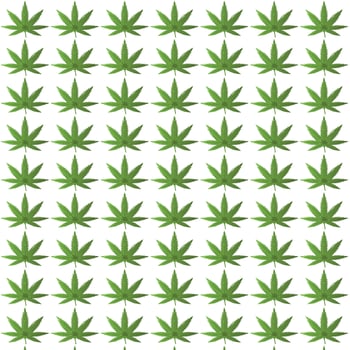 Marijuana seamless pattern vector. Light green cannabis leaf floral texture design. vector