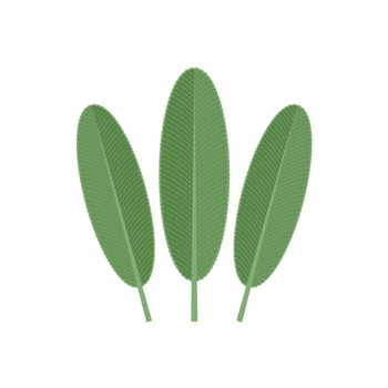 Vector illustration of sage or Salvia officinalis leaf, isolated on white background.