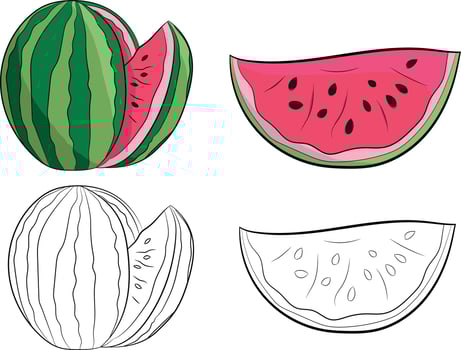 Hand Drawn Watermelon Sliced Fruit Collection Isolated vector