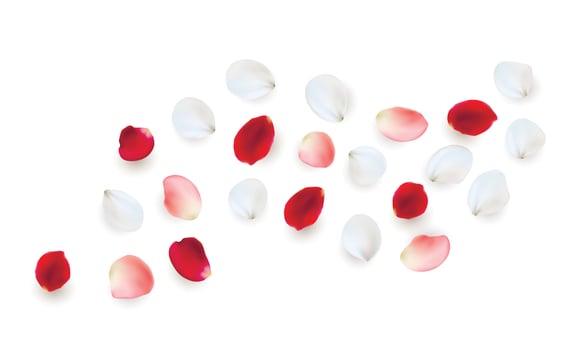 Realistic vector elements set of rose petals. Pink and white petals of rose flower