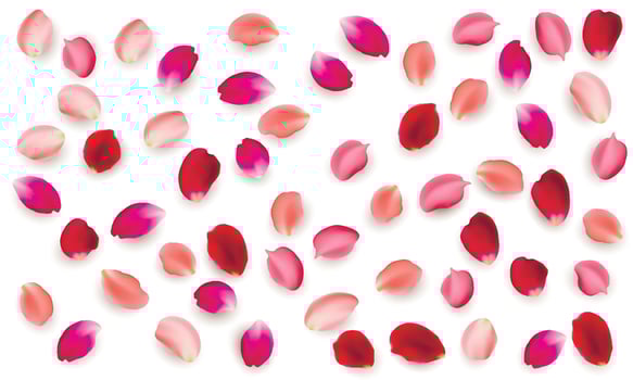 Realistic vector elements set of rose petals. Red petals of rose flower