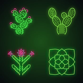 Desert plants neon light icons set. Exotic flora. Bunny ear cactus, prickly pear, cholla, ghost plant. American succulents. Glowing signs. Vector isolated illustrations