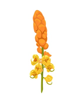Vector illustration,candle bush flower or senna alata isolated on white background, herbal medicinal plant.