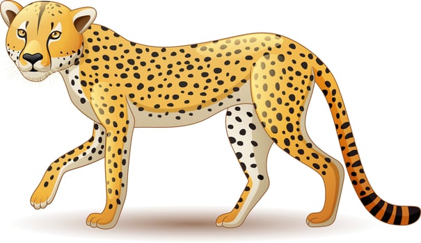 Cartoon Cheetah isolated on white background vector