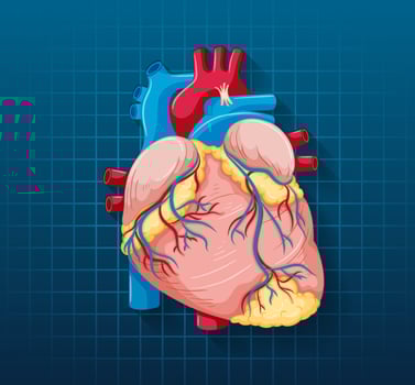 Human internal organ with heart vector