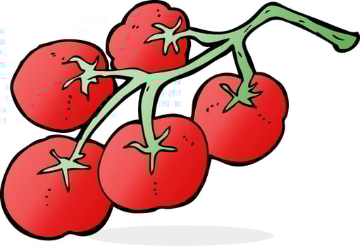 tomatoes on vine illustration vector