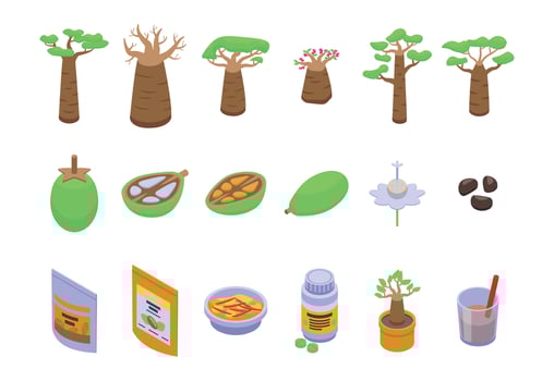 Baobab icons set isometric vector. Fruit tree vector