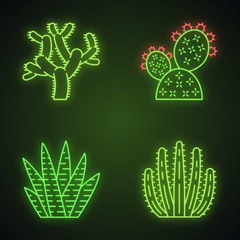 Wild cactuses neon light icons set. Green succulents. Exotic mexican flora. Chola, prickly pear, zebra cactus, organ pipe cacti. Glowing signs. Vector isolated illustrations