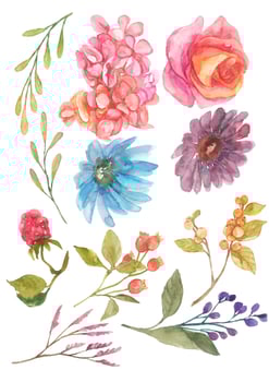 watercolor flower blossom elemets vector
