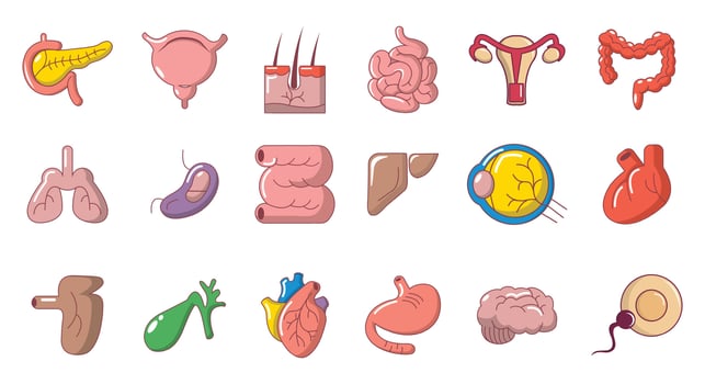 Human internal organ icon set, cartoon style vector
