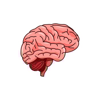 Brain vector isolated on white background