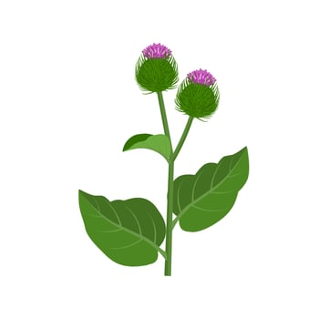 Vector illustration, Burdock plant, isolated on white background, Medical herbs and cosmetics.