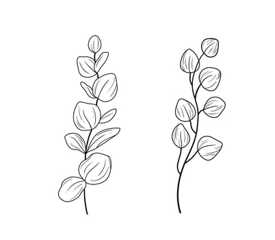 Eucaliptus branches line art drawing set. Vector illustration with eucalyptus leaves isolated on a white background