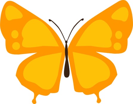 beautiful butterfly collection vector