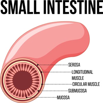 Diagram showing small intestine vector