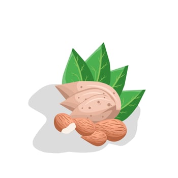 Illustration of almond nuts. Almonds, nuts icon. vector