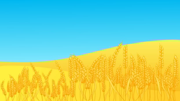 Rural summer landscape with a field of ripe wheat on the hills and valleys in the background. Vector illustration with golden grain fields. Farm autumn harvest. Ukraine flag