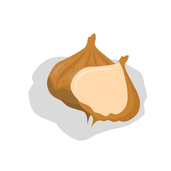 Illustration of yam bean .yam bean icon.Fruits vector