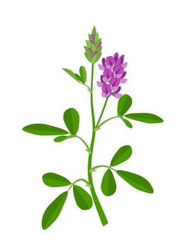 Vector illustration of Alfalfa or Medicago sativa, isolated on white background.