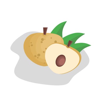 Illustration of white mango fruit. White mango fruit icon. Fruits vector