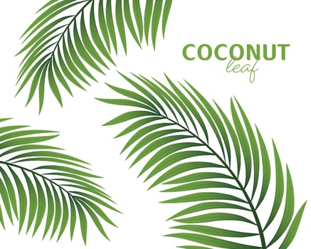 Palm tree branch isolated on a white background. Vector illustration.