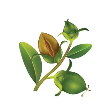 Jojoba natural skin care cosmetic Vector illustration