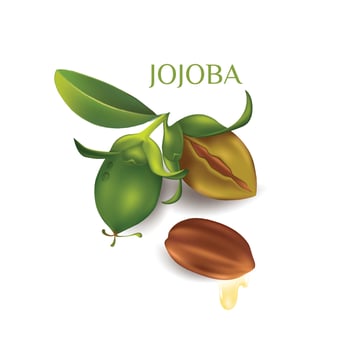 Jojoba natural skin care cosmetic Vector illustration