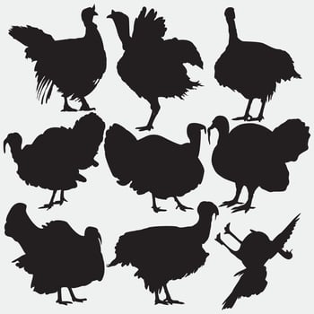 Silhouette Of Turkey In Black Vector Icon Set