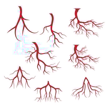 human veins, red blood vessels design and arteries Vector illustration isolated