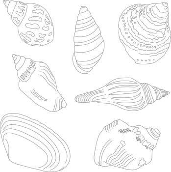 A set of hand-drawn shells. Marine kit. Linear illustrations. vector