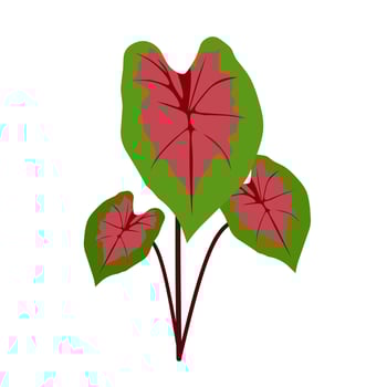 Taro flower ornamental plants vector