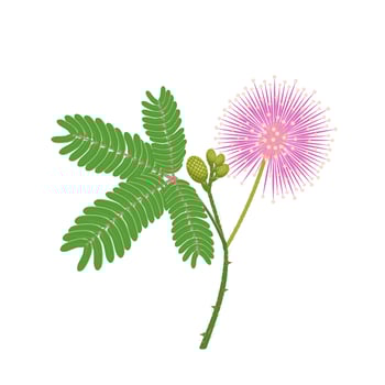 Vector illustration of sensitive plant or Mimosa pudica, isolated on white background.