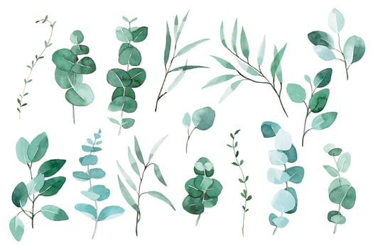 watercolor set of tropical eucalyptus leaves. big collection with vintage delicate leaves, herbs vector