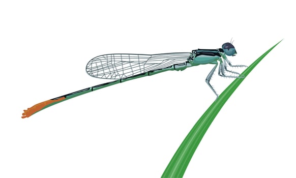 Vector illustration, Damselfly or Zygoptera, perched on the grass, isolated on a white background.