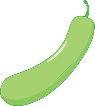 Fresh Isolated Bottle Gourd Vector Illustration