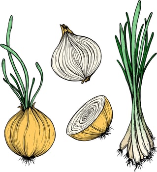 Onion. Drawing ink. Vector illustration.