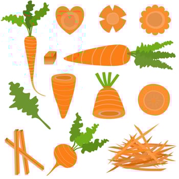 Set of fresh organic carrot.Whole and cut into slices. vector