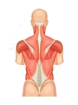 Back muscles educational anatomical diagram. Posterior model of human structure and arrangement of details. Vector medical illustration
