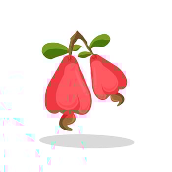 Cashew fruit illustration. Cashew fruit icon. Fruits vector