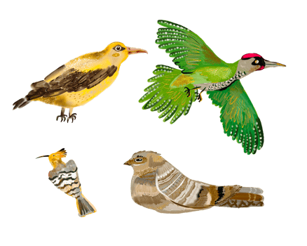 Hand drawn bird with gold png
