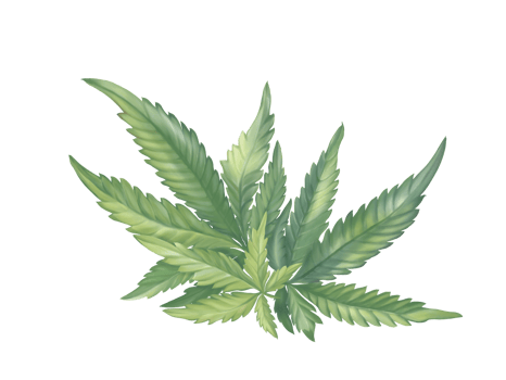 The group of green Cannabis or Marijounas leaves, digital hand drawn and painted, watercolor, isolated image. png