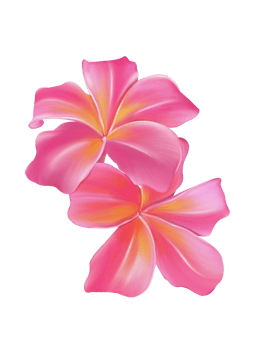 Plumeria, Frangipani, Temple tree, Graveyard Tree, digital hand drawing and painting. Isolate image. png