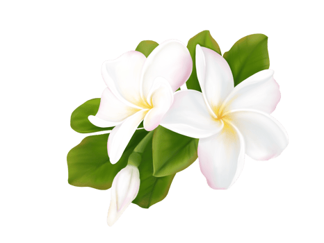 Plumeria, Frangipani, Temple tree, Graveyard Tree, digital hand drawing and painting. Isolate image. png