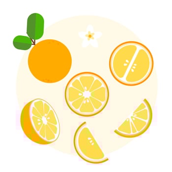set of orange vector illustration